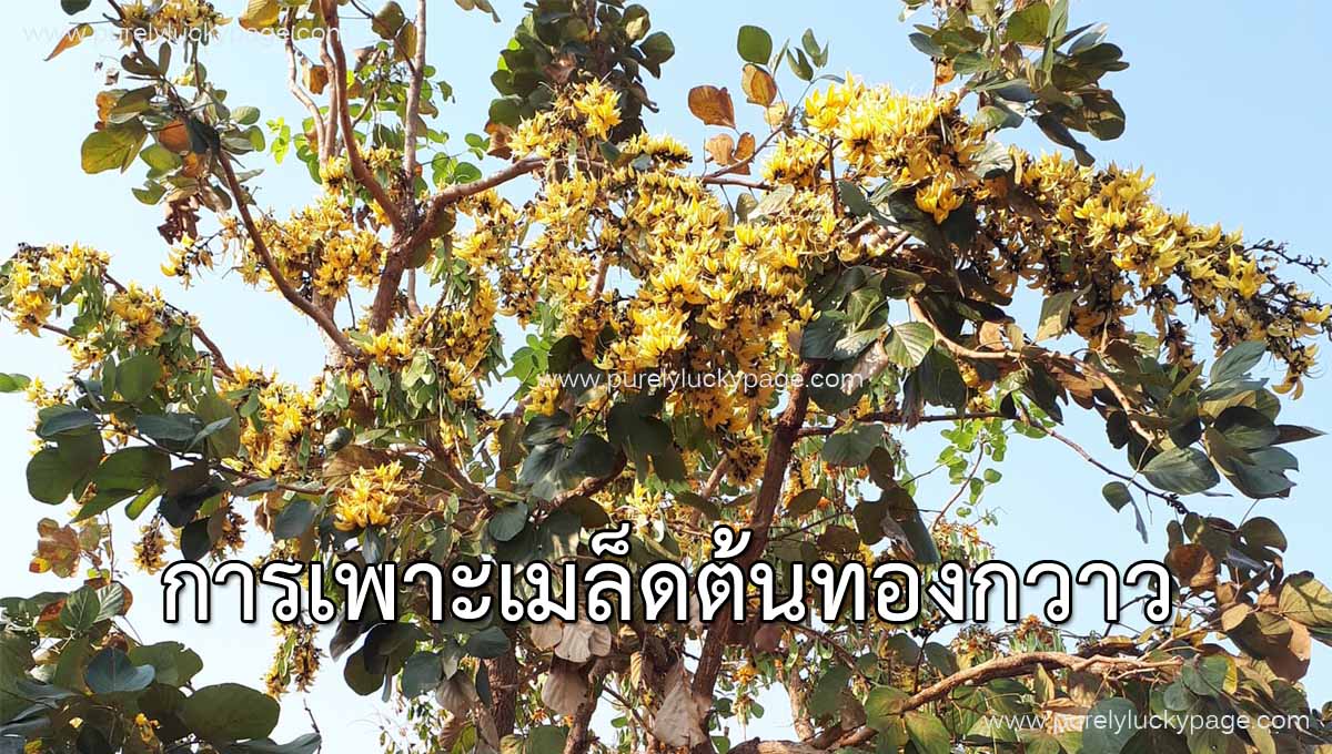การเพาะเมล็ดต้นทองกวาว