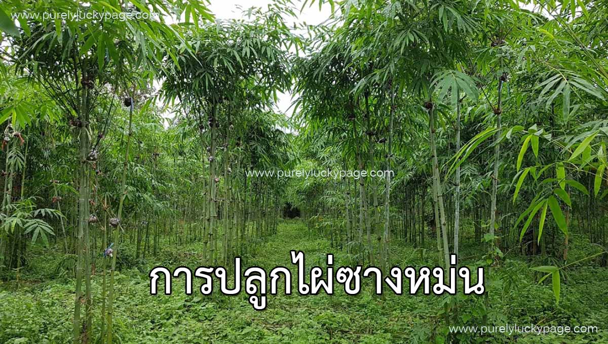 การปลูกไผ่ซางหม่น