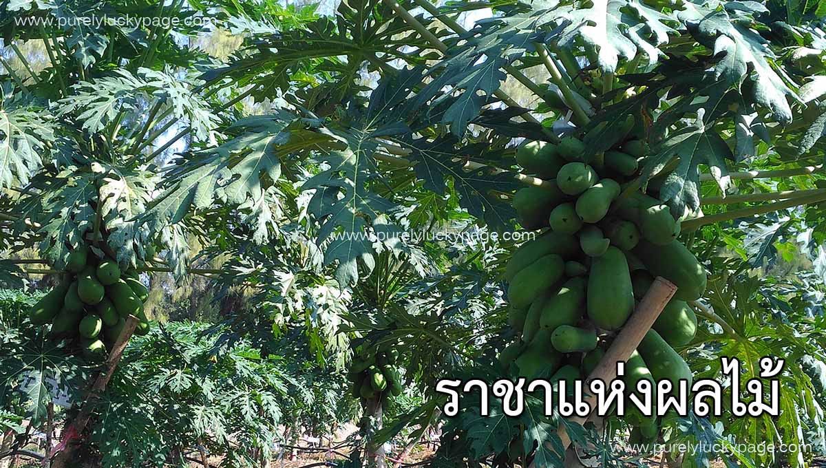 ราชาแห่งผลไม้